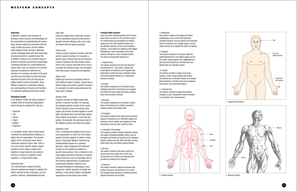 Sample pages from 'Essential Anatomy for Healing and Martial Arts'; a unique book that familiarizes healing practitioners and martial artists with basic concepts of the human body, as defined by both Western and Eastern medical traditions. Comprehensive, easy to understand, and lavishly illustrated in full color. Specially designed for students, healing professionals, and martial artists.