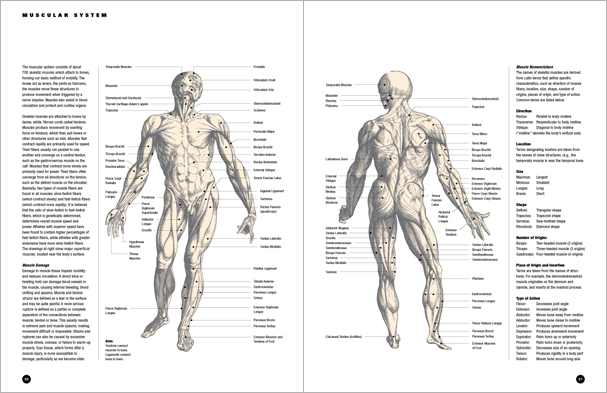 Sample pages from 'Essential Anatomy for Healing and Martial Arts'; a unique book that familiarizes healing practitioners and martial artists with basic concepts of the human body, as defined by both Western and Eastern medical traditions. Comprehensive, easy to understand, and lavishly illustrated in full color. Specially designed for students, healing professionals, and martial artists.